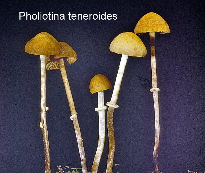 Pholiotina teneroides-amf494.jpg - Pholiotina teneroides ; Syn1: Pholiotina blattaria ; Syn2: Conocybe blattaria ; Nom français: Conocybe bisporique